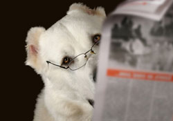 http://img.anxa.com/dossiers/intelligence_animal_250.jpg