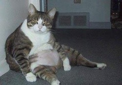chat, obésité